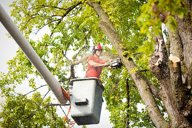 Professional Tree Care  in Truman, MN